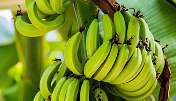 Bananas from the garden – SÄBI CASA, Puerto Jiménez