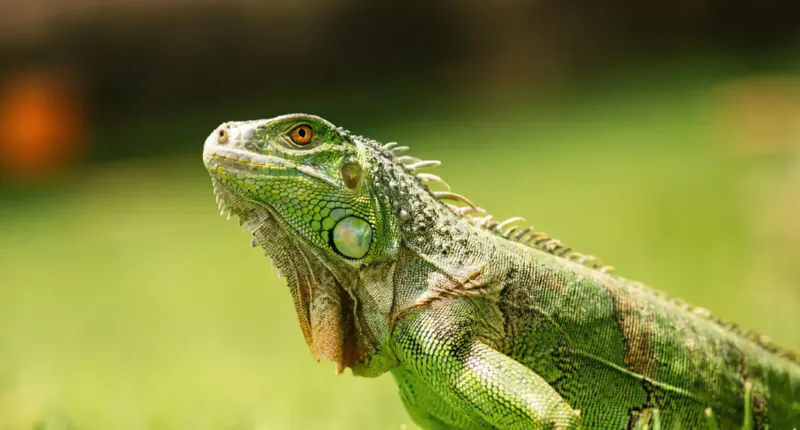 Iguana – SÄBI CASA, Puerto Jiménez