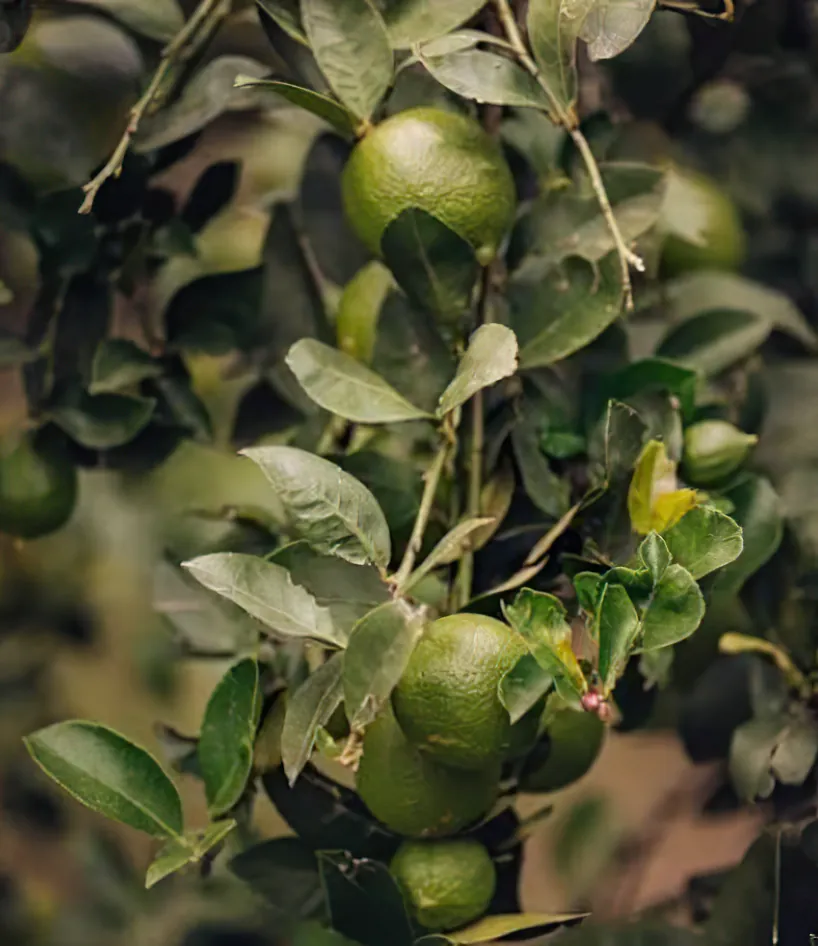 Limes – SÄBI CASA, Puerto Jiménez