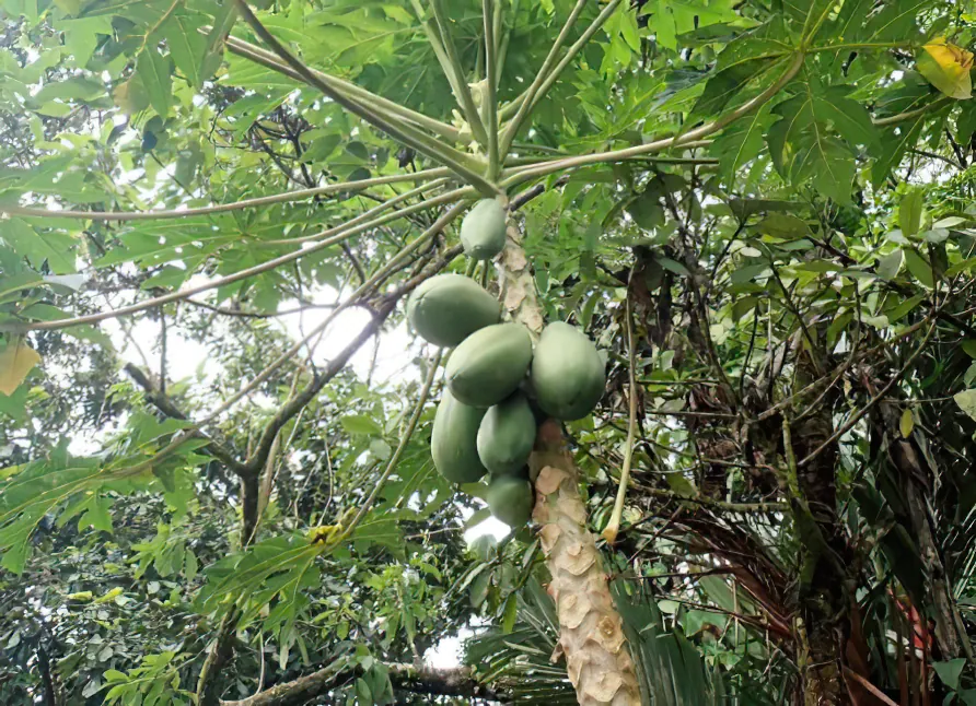 Papayas – SÄBI CASA, Puerto Jiménez